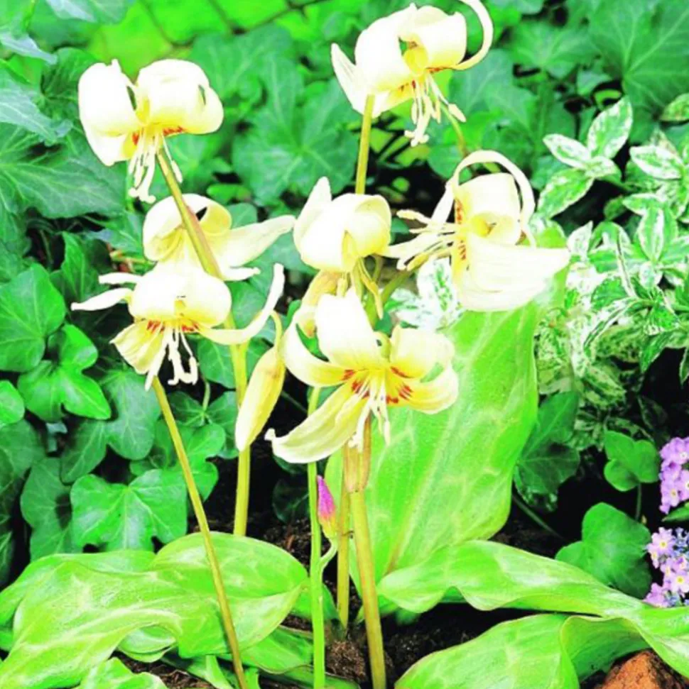 ARBORIX - 10 x erythronium white beauty - bulbes à fleurs de printemps