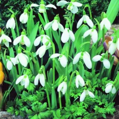 ARBORIX - 50 x galanthus perce - bulbes à fleurs de printemps