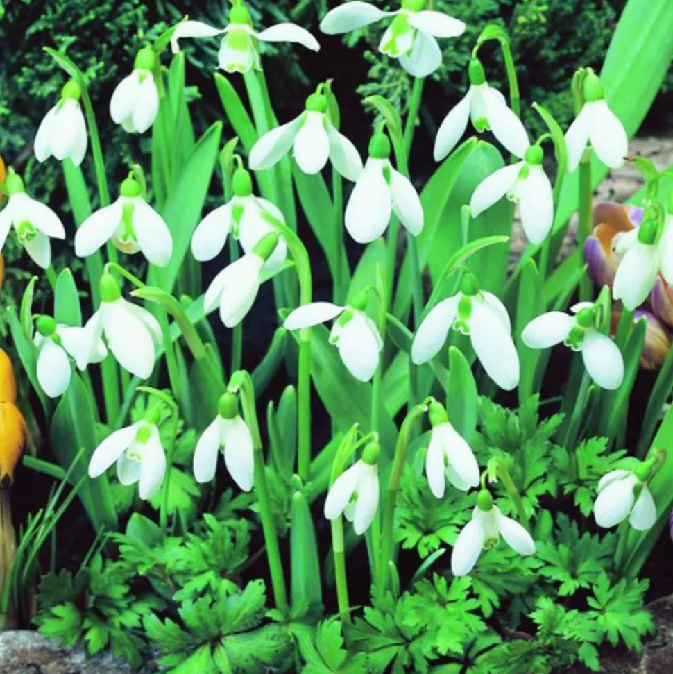 ARBORIX - 50 x galanthus perce - bulbes à fleurs de printemps