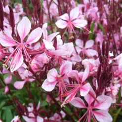 ARBORIX - 6 x gaura lindheimeri 'cherry brandy' – godet 9cm x 9cm – fleurs rose fuchsia éclatantes
