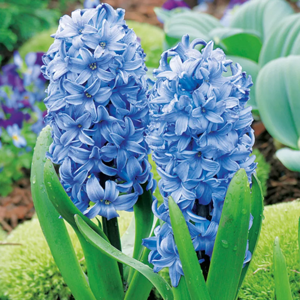 ARBORIX - 25 x jacinthe bleu - bulbes à fleurs de printemps