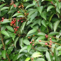 ARBORIX - 2 x laurier du portugal - prunus lusitanica - 30-40 cm pot