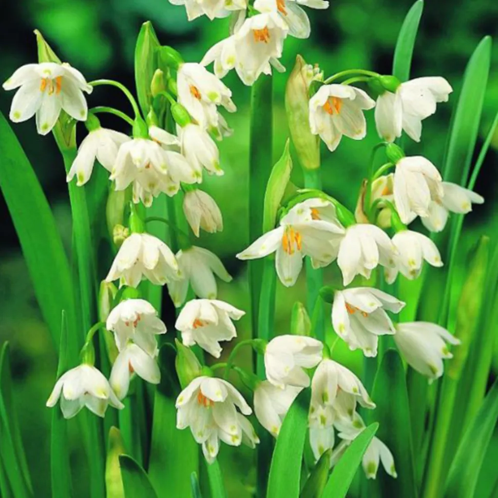 ARBORIX - 10 x leucojum gravety giant - bulbes à fleurs de printemps