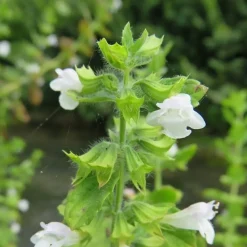 ARBORIX - 6 x mélisse citronnelle - melissa officinalis - godet 9cm x 9cm