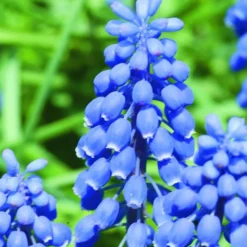 ARBORIX - 10 x muscari armeniacum - bulbes à fleurs de printemps