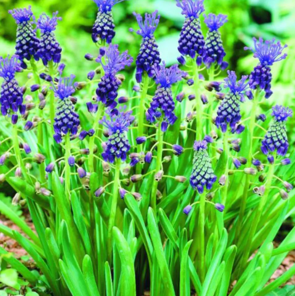 ARBORIX - 10 x muscari comosum - bulbes à fleurs de printemps