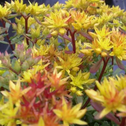 ARBORIX - 6 x orpin du kamtchatka - sedum floriferum 'weihenstephaner gold' - godet 9cm x 9cm
