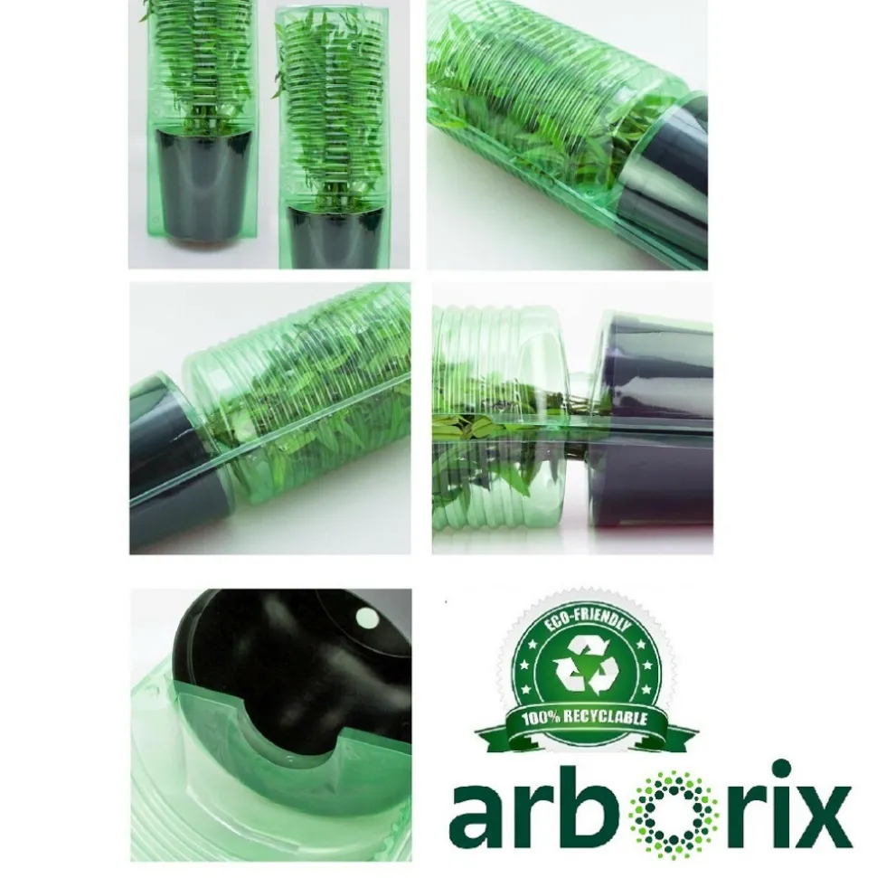 ARBORIX - 2 x rosier couvre-sol - rosa 'white fairy'