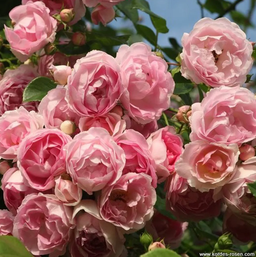 ARBORIX - 2 x rosier grimpante kordes - rosa 'jasmina'®