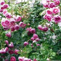 ARBORIX - 2 x rosier grimpante kordes - rosa 'jasmina'®