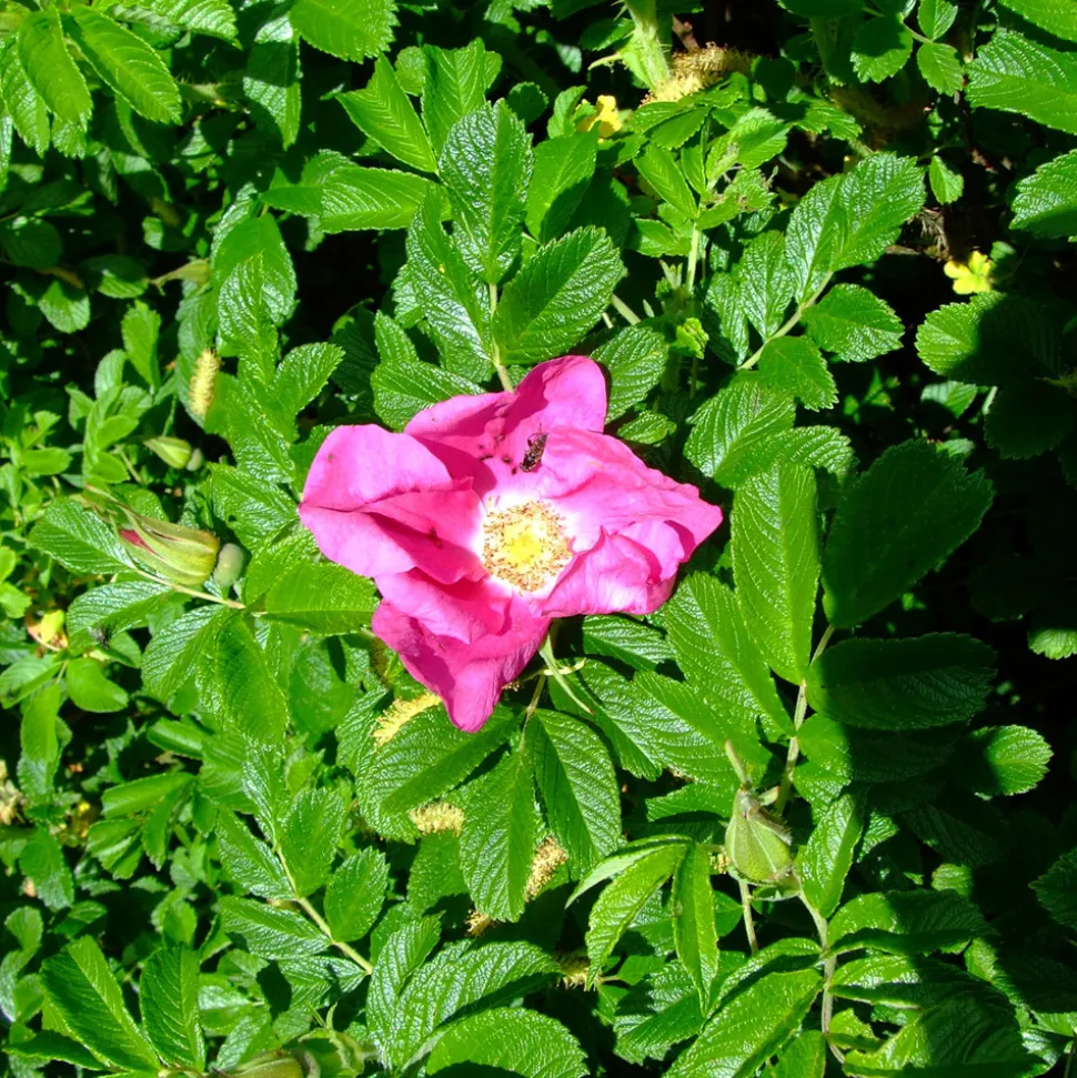 ARBORIX - 2 x rosier rugueux - rosa rugosa - 40-60 cm pot