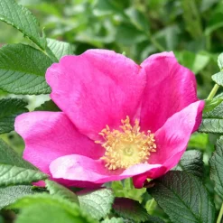 ARBORIX - 2 x rosier rugueux 'rubra' - rosa rugosa 'rubra' - 40-60 cm pot