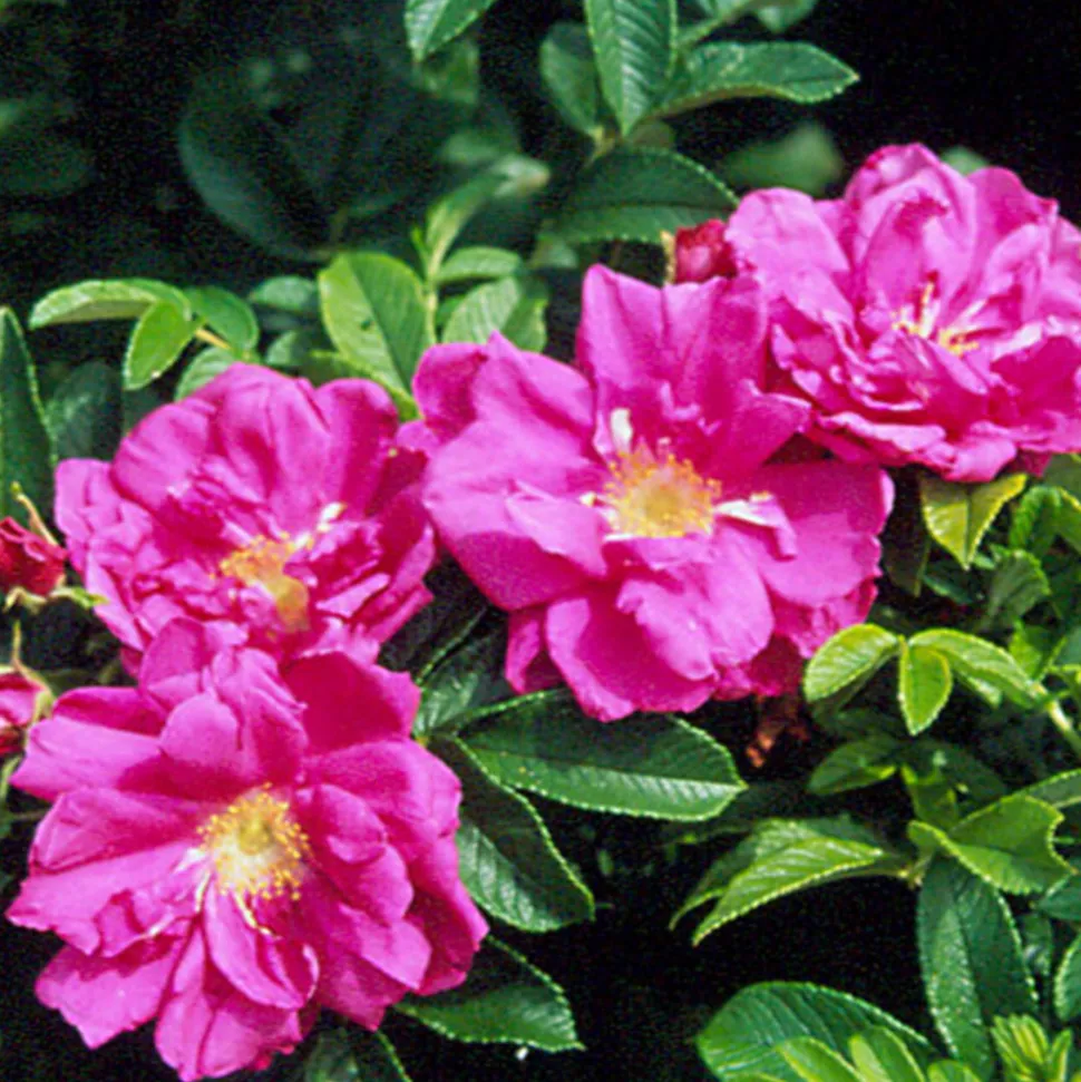 ARBORIX - 2 x rosier rugueux 'rubra' - rosa rugosa 'rubra' - 40-60 cm pot