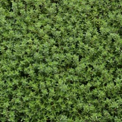 ARBORIX - 6 x thym commun 'compactus' - thymus vulgaris 'compactus' - godet 9cm x 9cm