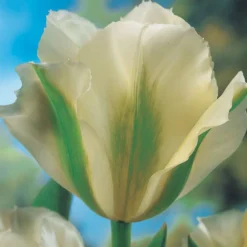 ARBORIX - 50 x tulipe spring green - bulbes à fleurs de printemps