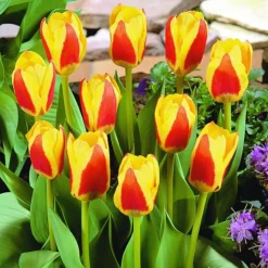 ARBORIX - 50 x tulipe stresa - bulbes à fleurs de printemps