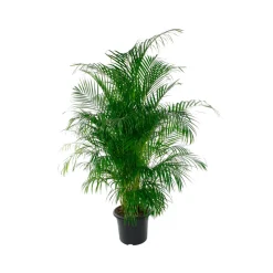 Aréca : H.220/250cm pot