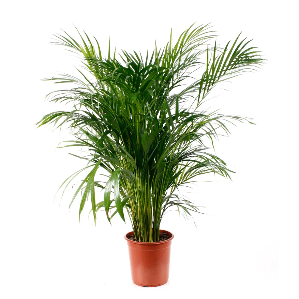 Aréca : H.150cm pot d.27cm