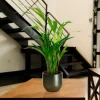 Areca H50cm en pot