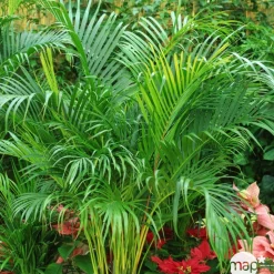 Areca H50cm en pot