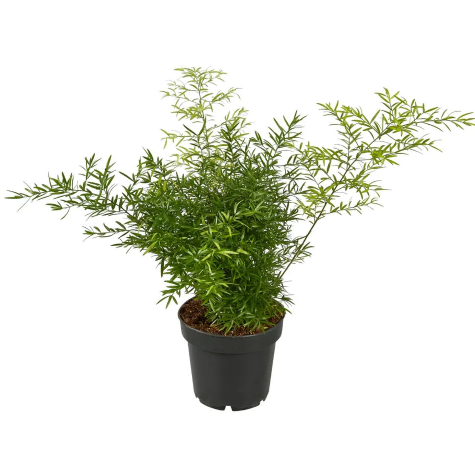 Asparagus mix : pot de D.12cm - H.30cm