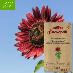 ASSOCIATION KOKOPELLI - Graines bio à semer - tournesol à fleurs evening sun