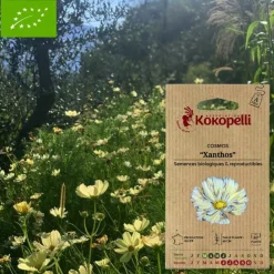 ASSOCIATION KOKOPELLI - Graines bio à semer - cosmos jaune xanthos
