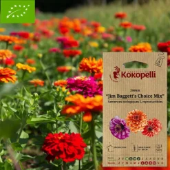 ASSOCIATION KOKOPELLI - Graines bio à semer - zinnia jim baggett's choice mix