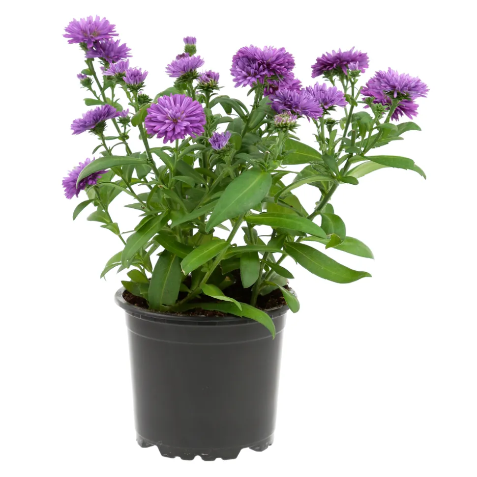 Aster : pot de diamètre 10,5 cm - Coloris variables
