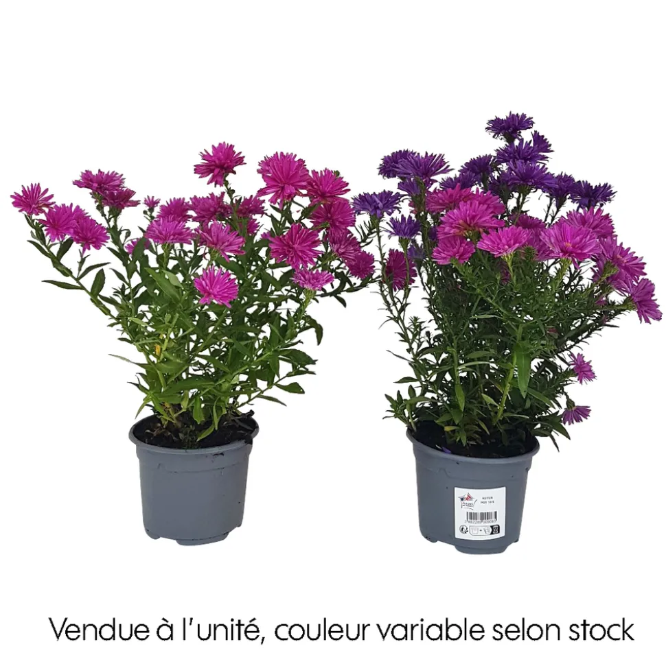 Aster : pot de diamètre 10,5 cm - Coloris variables