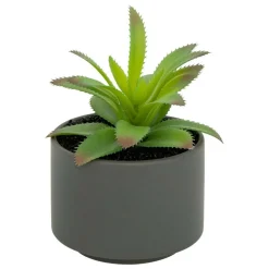 ATMOSPHERA CREATEUR D'INTERIEUR - Plante grasse en pot h13