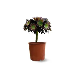 ATTITUDE JARDIN - Aeonium super bang - ↕ 35-40 cm - ⌀ 21 cm - cactus et plantes grasses