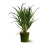 ATTITUDE JARDIN - Aloe arborescens - succulentes - ↕ 50-60 cm - ⌀ 17 cm - plante d'intérieur