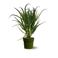 ATTITUDE JARDIN - Aloe arborescens - succulentes - ↕ 50-60 cm - ⌀ 17 cm - plante d'intérieur