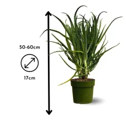 ATTITUDE JARDIN - Aloe arborescens - succulentes - ↕ 50-60 cm - ⌀ 17 cm - plante d'intérieur