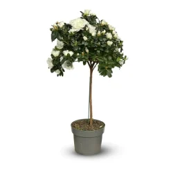 ATTITUDE JARDIN - Azalée indica tige - plante d'intérieur - ↕ 70-80 cm - ⌀ 19 cm - fleur blanche