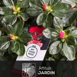 ATTITUDE JARDIN - Azalée indica - plante d'intérieur - ↕ 40-50 cm - ⌀ 18 cm - fleur rouge