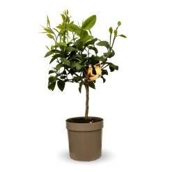 ATTITUDE JARDIN - Bergamote - agrume méditerranéen - arbre fruitier - ↕ 75-85 cm - ⌀ 22 cm