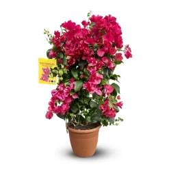 ATTITUDE JARDIN - Bougainvillier fushia palissé - plante fleurie - ↕ 80-90 cm - ⌀ 21 cm - plante d'extérieur