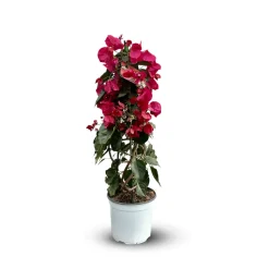 ATTITUDE JARDIN - Bougainvillier pyramide - plante fleurie - ↕ 70-80 cm - ⌀ 18 cm - plante d'extérieur - fleur fuchsia