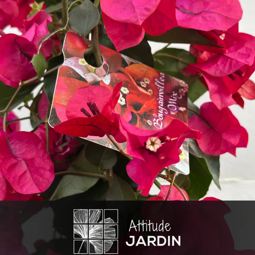 ATTITUDE JARDIN - Bougainvillier pyramide - plante fleurie - ↕ 70-80 cm - ⌀ 18 cm - plante d'extérieur - fleur fuchsia