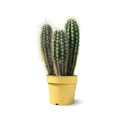 ATTITUDE JARDIN - Cactus pilosocereus azureus - ↕ 40-50 cm - ⌀ 17 cm - cactus et plantes grasses