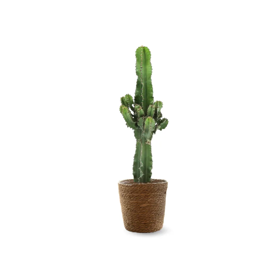 ATTITUDE JARDIN - Euphorbia eritrea avec panier en jonc de mer - cowboy cactus - ↕ 60-70 cm - ⌀ 19 cm - cactus et plantes grasses