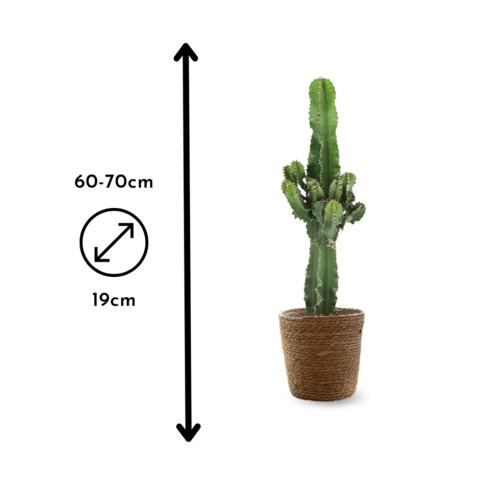 ATTITUDE JARDIN - Euphorbia eritrea avec panier en jonc de mer - cowboy cactus - ↕ 60-70 cm - ⌀ 19 cm - cactus et plantes grasses