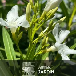 ATTITUDE JARDIN - Laurier rose - nerium oleander - ↕ 110-120 cm - ⌀ 24 cm - plante d'extérieur - fleur blanche