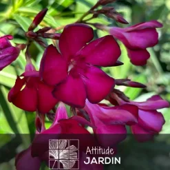 ATTITUDE JARDIN - Laurier rose nain - nerium oleander nana - ↕ 70-80 cm - ⌀ 19 cm - plante d'extérieur - fleur rouge