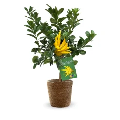 ATTITUDE JARDIN - Main de bouddha avec panier en jonc de mer - agrume méditerranéen - arbre fruitier - ↕ 75-85 cm - ⌀ 25 cm