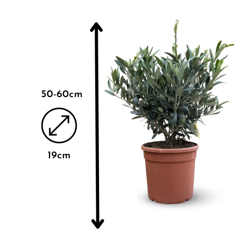 ATTITUDE JARDIN - Olivier europaea touffe - arbuste méditerranéen - ↕ 50-60 cm - ⌀ 19 cm - plante d'extérieur