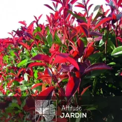 ATTITUDE JARDIN - Photinia red robin - plantes de haies - ↕ 50-60 cm - ⌀ 20 cm - plante d'extérieur