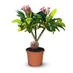 ATTITUDE JARDIN - Plumeria rubra frangipanier - plante fleurie - ↕ 80-90 cm - ⌀ 26 cm - plante d'intérieur & extérieur - fleur rose